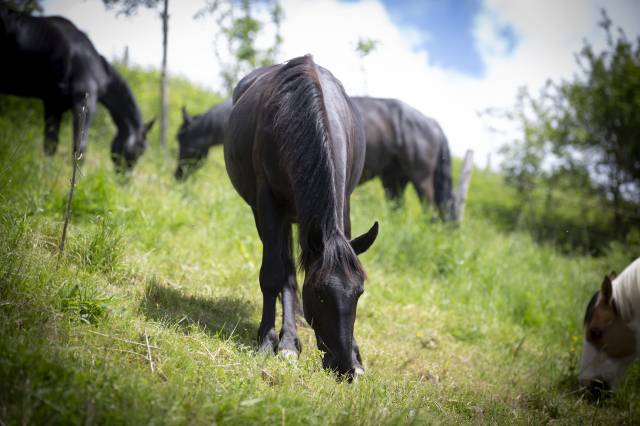 Colt Murgese For sale 2024 Black