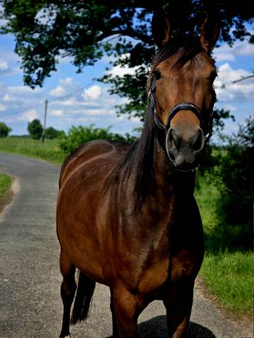 Mare French Trotter For sale 2021 Bay