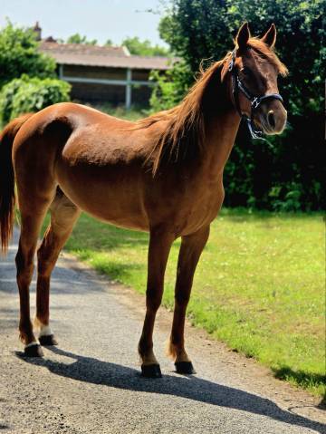 Mare French Trotter For sale 2023 Chesnut