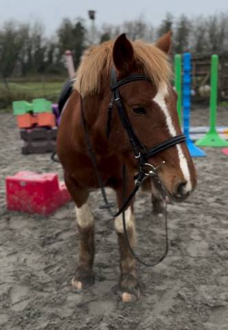 Mare Pottok  Part-Livery 2021 Coloured