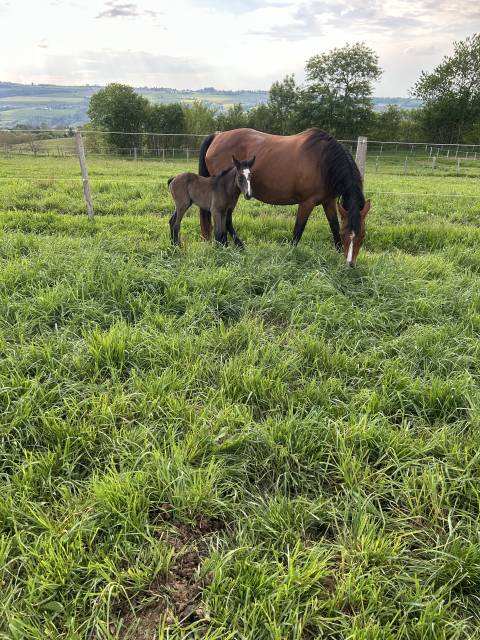 Broodmare Origin Recorded For sale 2005 Bay