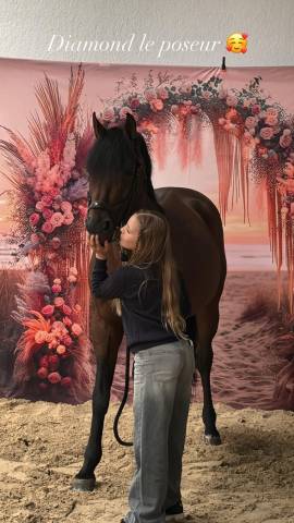 Stallion French Saddle Pony For sale 2013 Bay