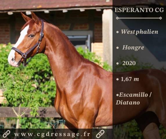 Gelding Westphalian  For sale 2020 Chesnut