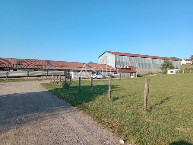 Sheep farm  Jura