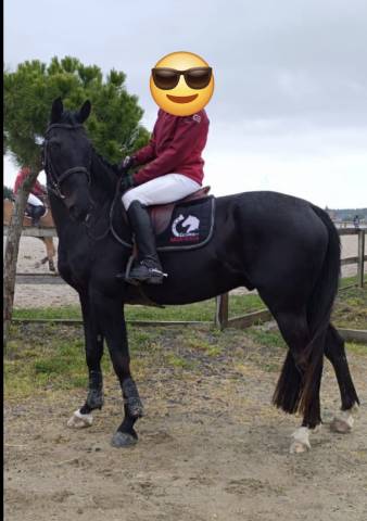 Gelding Selle Français For sale 2017 Black