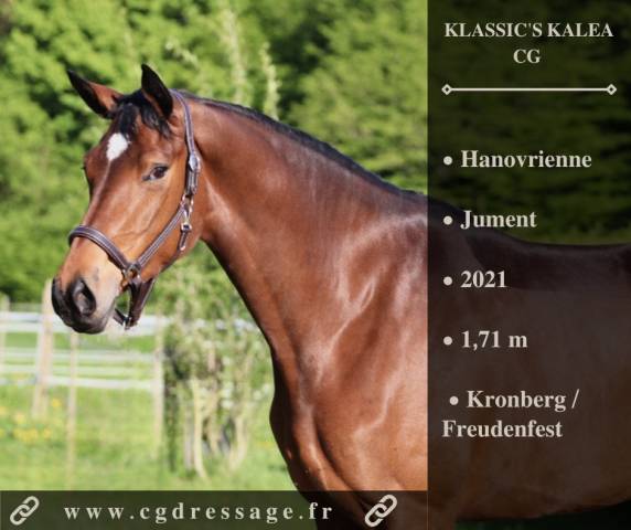 Mare Hanoverian For sale 2021 Bay