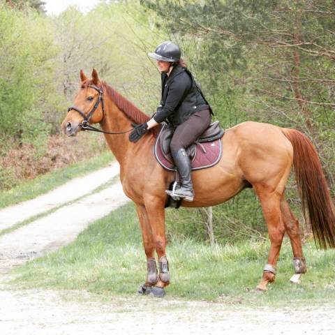 Gelding Thoroughbred For sale 2016 Liver chestnut