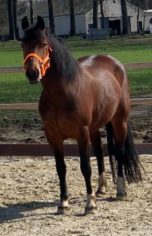 Mare Franche-Montagne For sale 2012 Bay