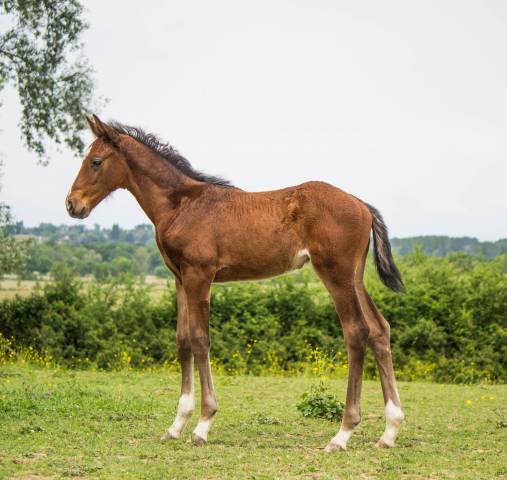 Colt Selle Français For sale 2025 Bay