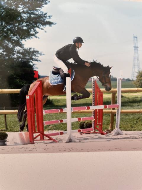 Mare French Saddle Pony For sale 2018 Bay
