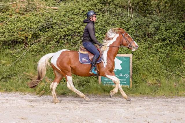 Mare Origin Recorded For sale 2021 Coloured