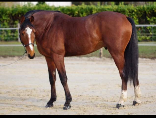 Stallion Selle Français For sale 2019 Bay