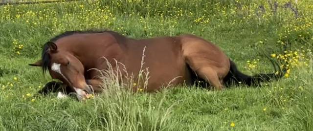 Gelding Arabian For sale 2015 Bay