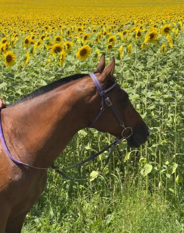 Gelding Arabian For sale 2015 Bay