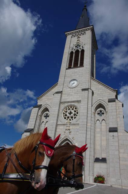 Mare Franche-Montagne For sale 2009 Chesnut