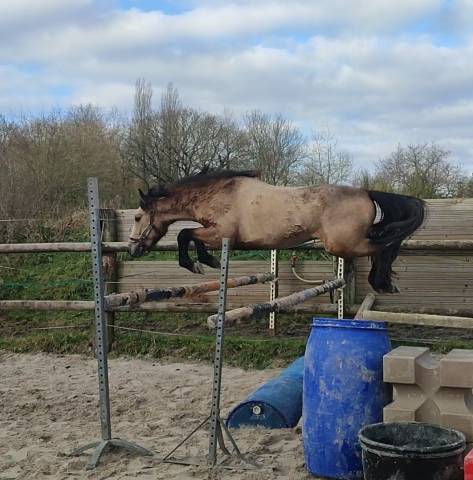 Gelding Connemara For sale 2020 Grey