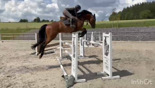 Mare sBs Belgian Warmblood For sale 2020 Bay