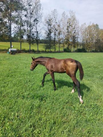 Mare Zangersheide For sale 2024 Bay