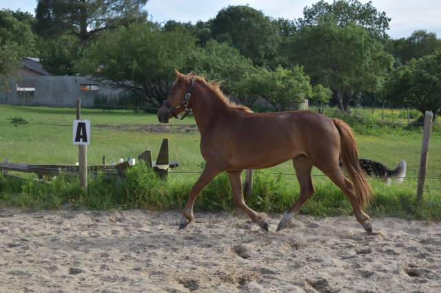 Filly Landais For sale 2023 Chesnut
