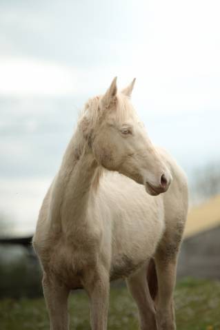 Filly Akhal Teke For sale 2025 Perlino