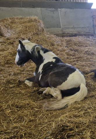 Gelding No Origin Recorded For sale 2018 Coloured