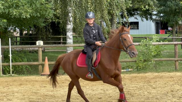 Mare French Trotter For sale 2019 Chesnut
