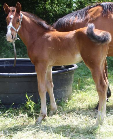 Colt Selle Français For sale 2025 Bay