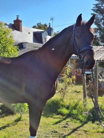 Gelding Selle Français For sale 2015 Dark Bay