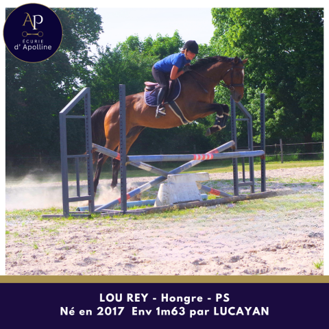 Gelding Thoroughbred For sale 2017 Bay