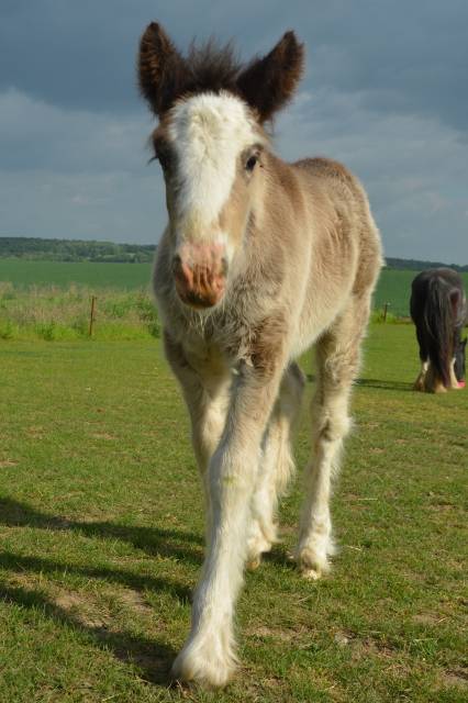 Filly Tinker For sale 2025 Black
