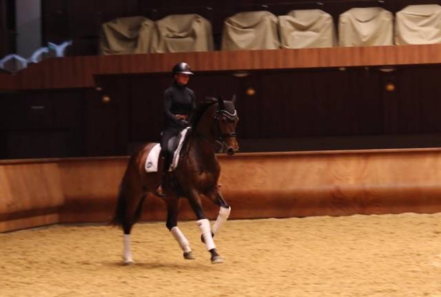 Mare Hanoverian For sale 2016 Dark Bay