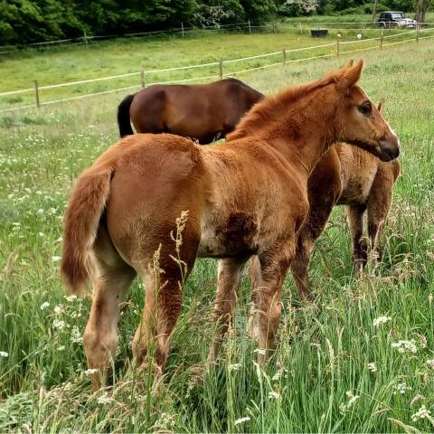 Filly Selle Français For sale 2025 Chesnut