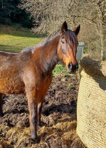 Broodmare French Trotter For sale 2009 Dark Bay