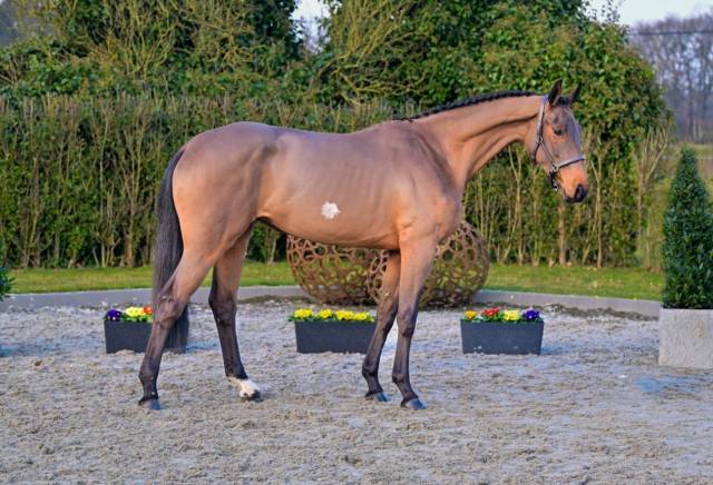 Mare Zangersheide For sale 2022 Bay
