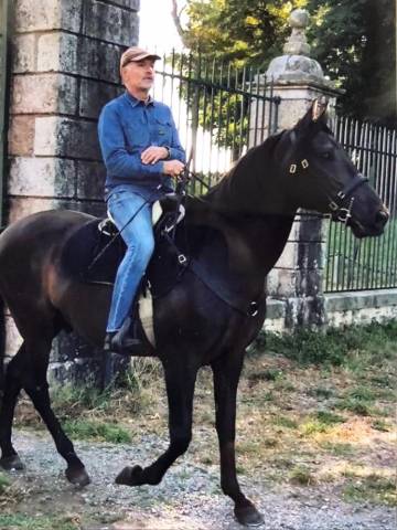Gelding Lusitano For sale 2007 Black