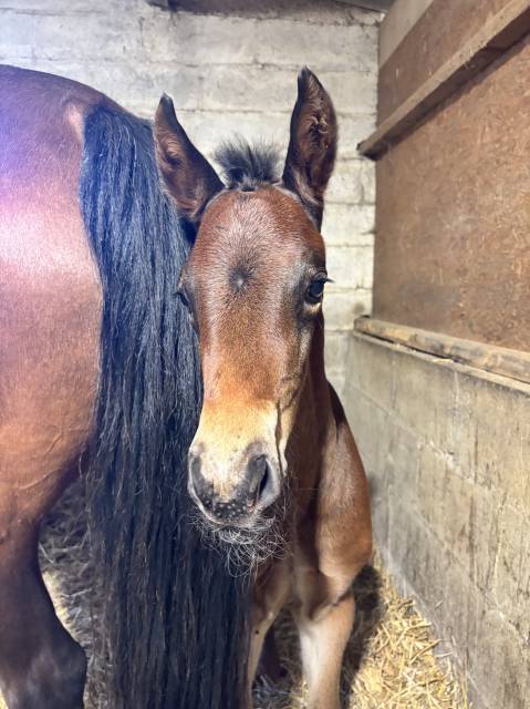 Colt French Saddle Pony For sale 2025 Dark Bay