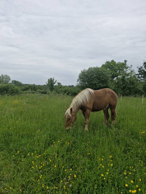 Gelding Comtois For sale 2022 Chesnut
