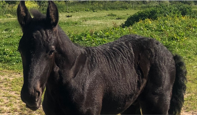 Colt Friesian For sale 2025 Black