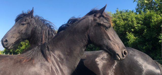 Filly Friesian For sale 2024 Black