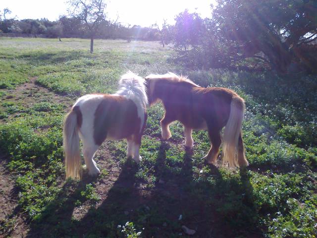 Mare Shetland Pony For sale 2004 Chesnut