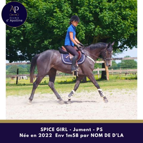 Mare Thoroughbred For sale 2022 Grey
