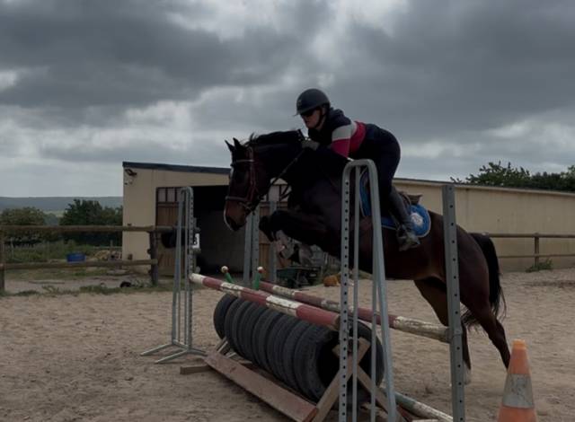 Gelding Origin Recorded For sale 2020 Dark Bay