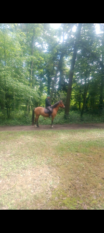 Mare No Origin Recorded For sale 2020 Buckskin