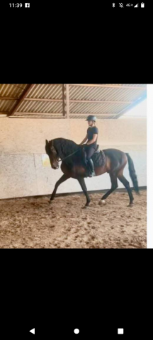 Stallion PRE Pure Spanish Bred For sale 2016 Dark Bay