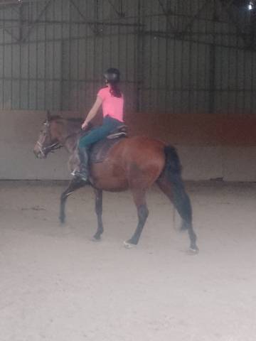 Mare No Origin Recorded For sale 2020 Bay
