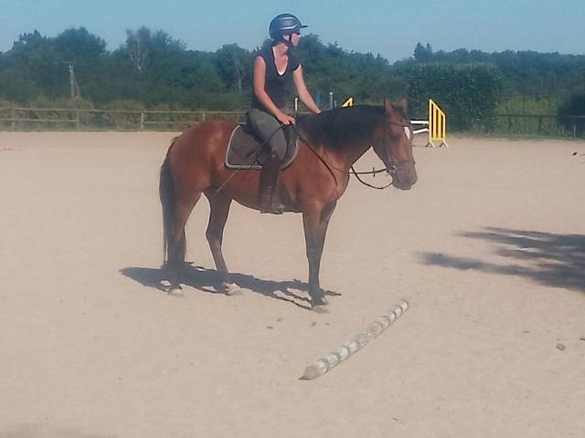 Mare No Origin Recorded For sale 2020 Bay