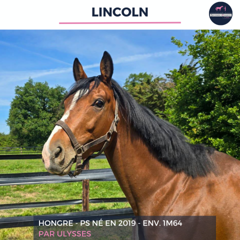 Gelding Thoroughbred For sale 2019 Bay