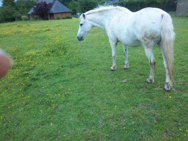 Gelding No Origin Recorded For sale 2003 White
