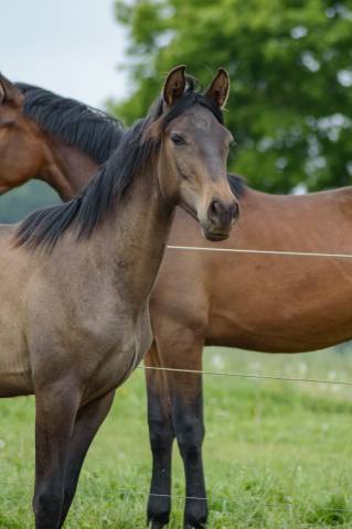 Colt PRE Pure Spanish Bred For sale 2024 Buckskin