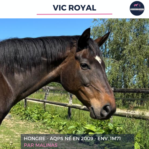 Gelding AQPS For sale 2009 Bay